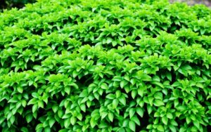 Żywopłot z laurowiśni